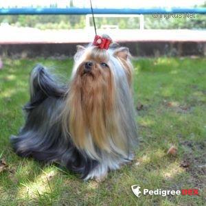 KRASS ORION RAMMSTEIN