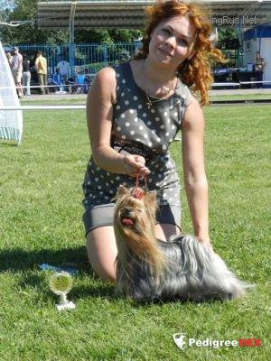 KRASS ORION V.I.P.-PERSONA — Labaza DogPedigree YorkshireTerrier