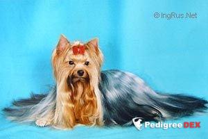 NOEL KRASS ORION — Labaza DogPedigree YorkshireTerrier