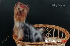 DOT'S SMART MARK'S II