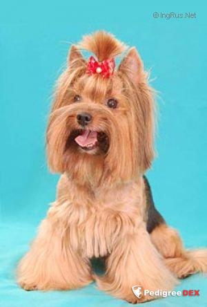 ARIA W.D.DLAUMOR — Labaza DogPedigree YorkshireTerrier