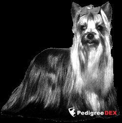  FOREVER OF MILLMOOR — Labaza DogPedigree YorkshireTerrier