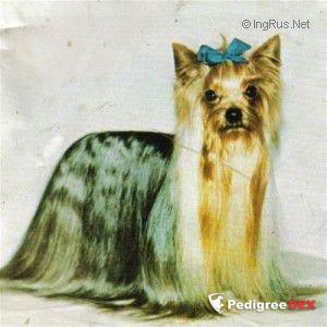 JOHNSTOUNBURN MARMADUKE