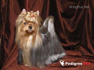 KRASS ORION RIORITTA — Labaza DogPedigree YorkshireTerrier