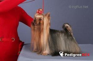 KRASS ORION YUPPI GOLDEN BOY — Labaza DogPedigree YorkshireTerrier