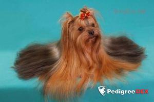 DNIPRO-TALISMAN CHARLIN