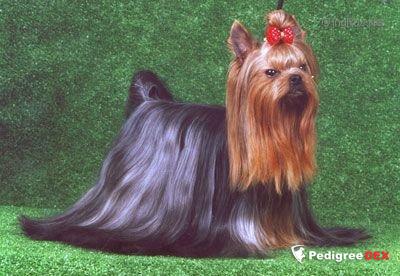 MOSKOVSKIY TALISMAN JIMMI SUPER SUPER