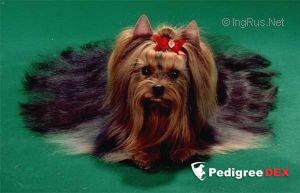 MOSKOVSKIY TALISMAN VINCENA IMPOZANT