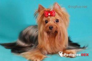 KRASS ORION SIMONA — Labaza DogPedigree YorkshireTerrier