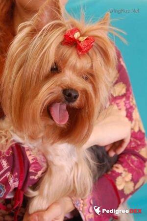 JANETTA KRASS ORION — Labaza DogPedigree YorkshireTerrier