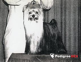  OKAY OF MILLMOOR — Labaza DogPedigree YorkshireTerrier