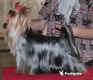  KRASS ORION MEDZHIK DRIM — Labaza DogPedigree YorkshireTerrier