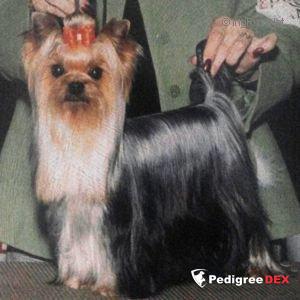 SHAKESPEARE'S MICHAEL SIMON — Labaza DogPedigree YorkshireTerrier