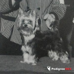 TIPTOP HIGH AND MIGHTY — Labaza DogPedigree YorkshireTerrier