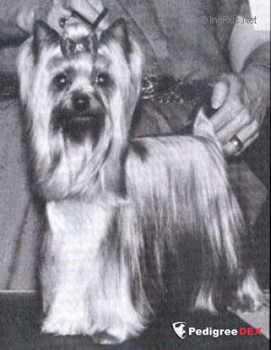 ELITE KEEP IN TOUCH — Labaza DogPedigree YorkshireTerrier