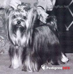  YORKBORO A TOUCH TOO MUCH — Labaza DogPedigree YorkshireTerrier