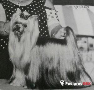  PASTORAL HEAD OVER HEELS — Labaza DogPedigree YorkshireTerrier