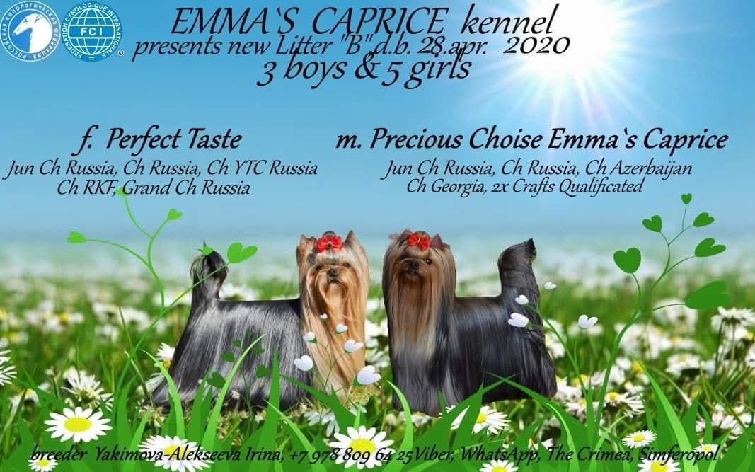 BREAKING DAWN OF EMMA'S CAPRICE — Labaza DogPedigree YorkshireTerrier
