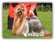 KENDOS KISSED AN ANGEL — Labaza DogPedigree YorkshireTerrier