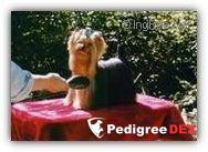 MONTCLAIR SNAP E TOM — Labaza DogPedigree YorkshireTerrier