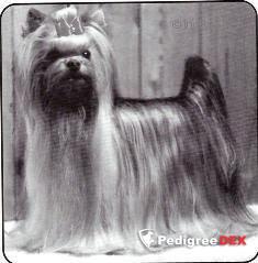MONTCLAIR SNAPSHOT — Labaza DogPedigree YorkshireTerrier