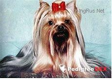 BLUEBELL'S NINA RICCI — Labaza DogPedigree YorkshireTerrier