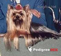  BLUEBELL'S VALENTINO — Labaza DogPedigree YorkshireTerrier