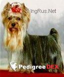  BRANDY DE LA VIRREYNA — Labaza DogPedigree YorkshireTerrier