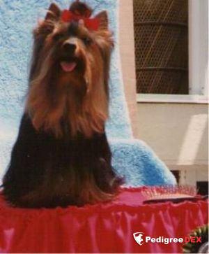 HADA'S DE LA VIRREYNA — Labaza DogPedigree YorkshireTerrier