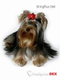 COPYRIGHT COUNTRY CAMPAR