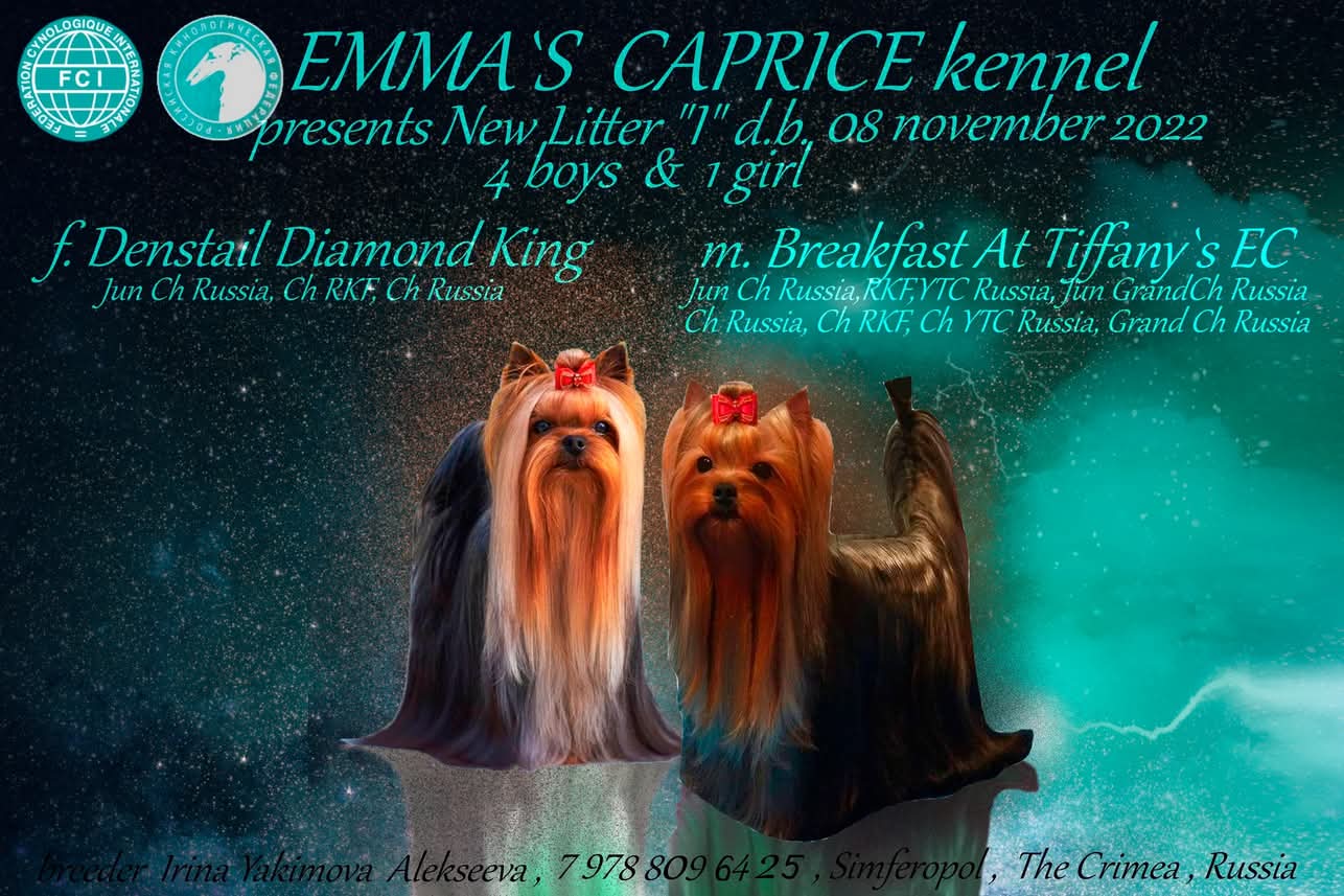 IT'S MY LIFE EMMA'S CAPRICE — Labaza DogPedigree YorkshireTerrier