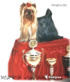 ALEXIS STRIBRNE PRANI