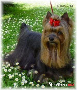 ARNE HLINENA CHALOUPKA CS — Labaza DogPedigree YorkshireTerrier
