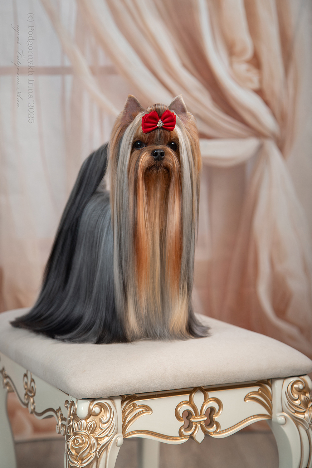 As'Torria Life IRESK'S GOLDIE АILISH SAFIRA — Labaza DogPedigree YorkshireTerrier