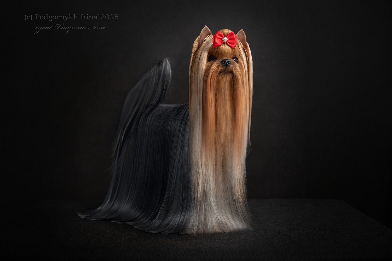 Zhuk_Lena — Labaza DogPedigree YorkshireTerrier