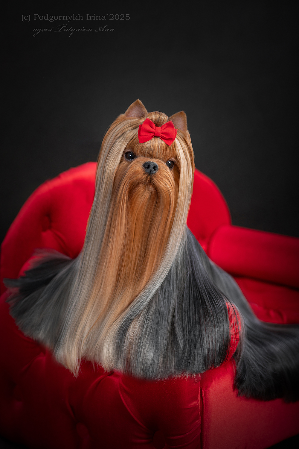  FAVOURITE WINNERS ROSKOSH — Labaza DogPedigree YorkshireTerrier