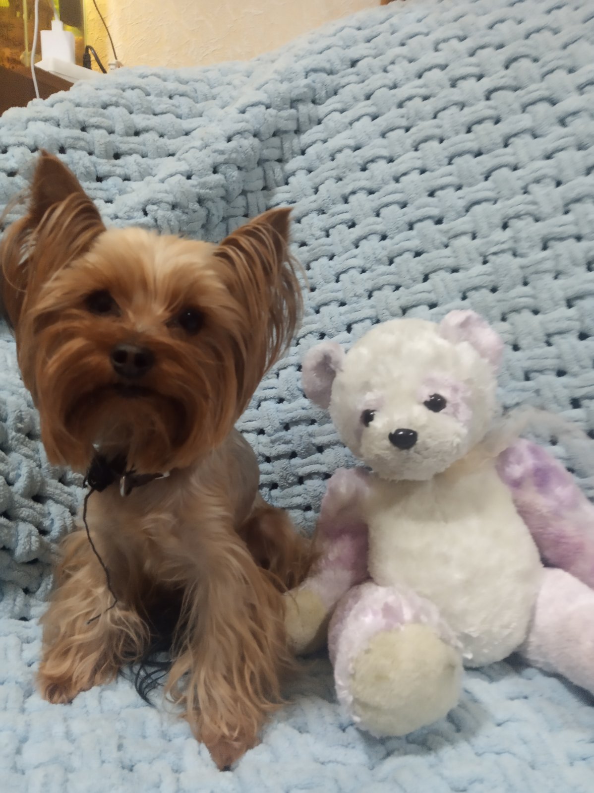  SHERMAN-FORMULA LYUBVI — Labaza DogPedigree YorkshireTerrier