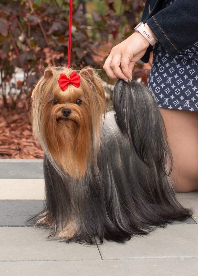  GOLDEN LOTOS TET-A-TET — Labaza DogPedigree YorkshireTerrier