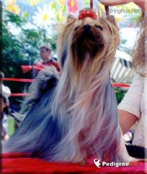THE SMARAGD OF THE ROYAL CROWN CHER — Labaza DogPedigree YorkshireTerrier