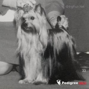 TIFFANY'S STORM WARNING — Labaza DogPedigree YorkshireTerrier