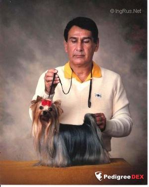 ESTUGO'S TRACIE ROSS — Labaza DogPedigree YorkshireTerrier