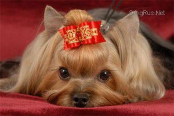 MINI CHOP CHANSON II