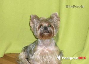 NEVSKIY TALISMAN LUISA