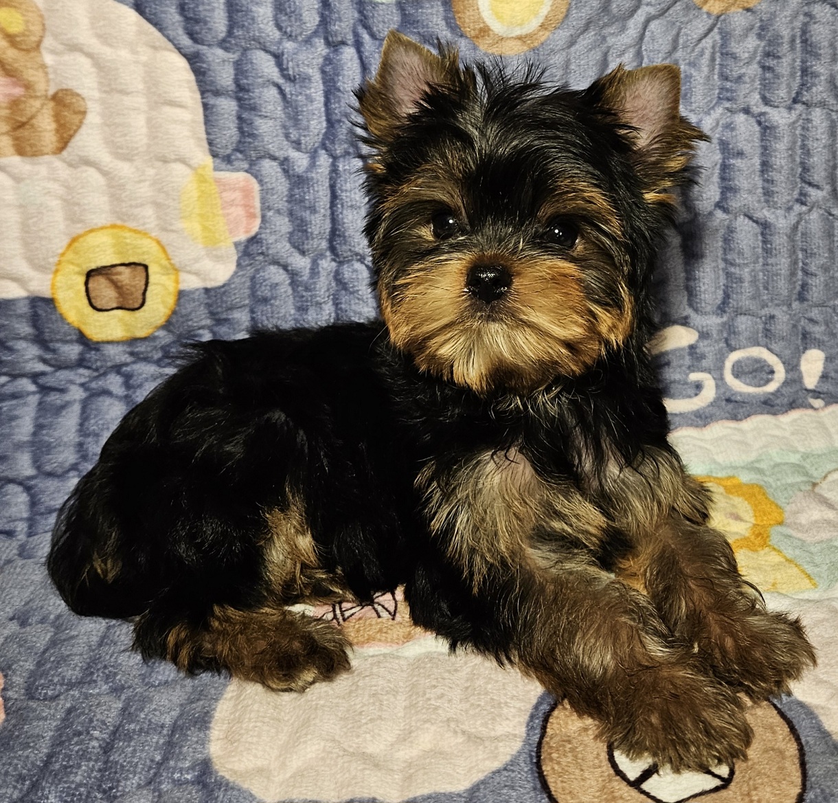 WERSASHE BRAIT KRYSTAL &mdash; Labaza DogPedigree YorkshireTerrier