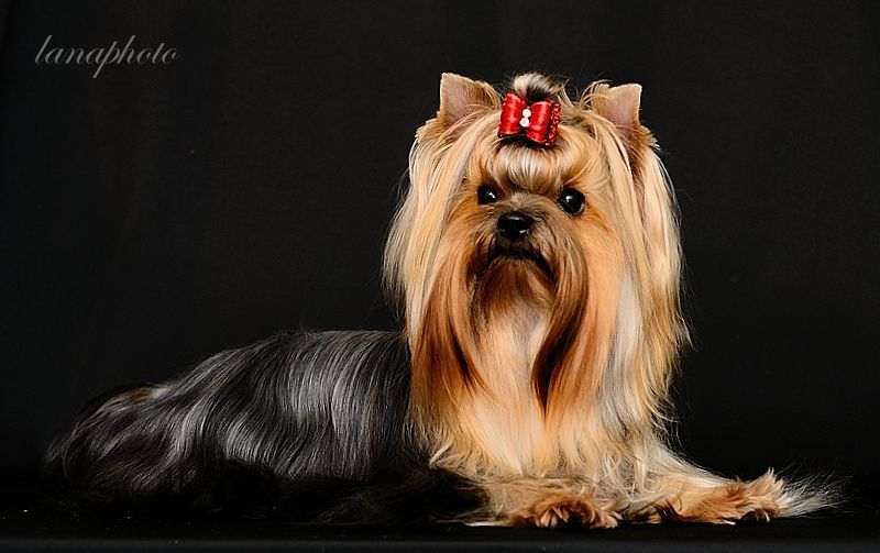 MARKIZA ANGELOV &mdash; Labaza DogPedigree YorkshireTerrier