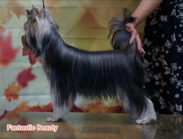 FANTASTIC BEAUTY GALAXY &mdash; Labaza DogPedigree YorkshireTerrier
