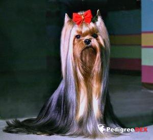 INTERCHARM POISON HYPNOTIC &mdash; Labaza DogPedigree YorkshireTerrier