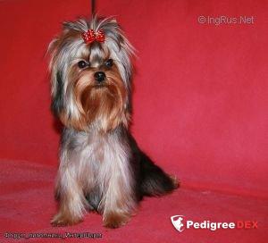  INTERCHARM MAIL RU &mdash; Labaza DogPedigree YorkshireTerrier