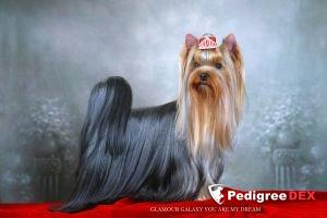 GLAMOUR GALAXY YOU ARE MY DREAM