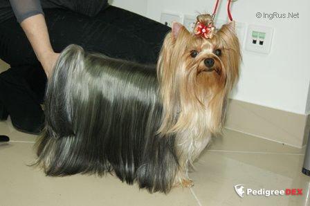 GLAMOUR GALAXY BUENA SUERTE